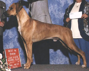 Camelot sales rhodesian ridgebacks